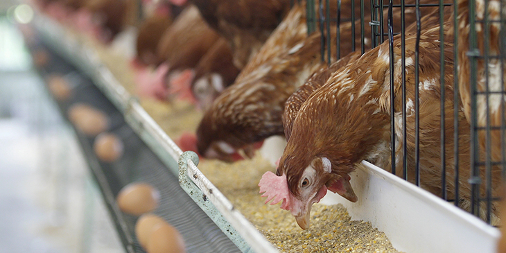 Chickens