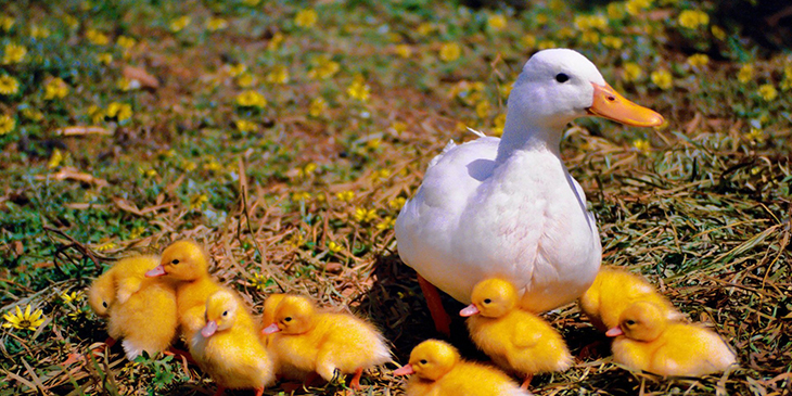 Ducks