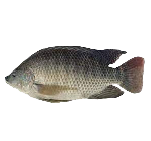Thức ăn cho cá